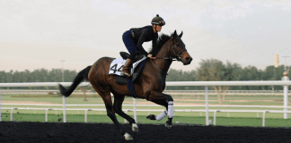 G1 placed Starlust heads strong international team in Dubai Trop